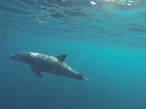 DCIM137GOPRO